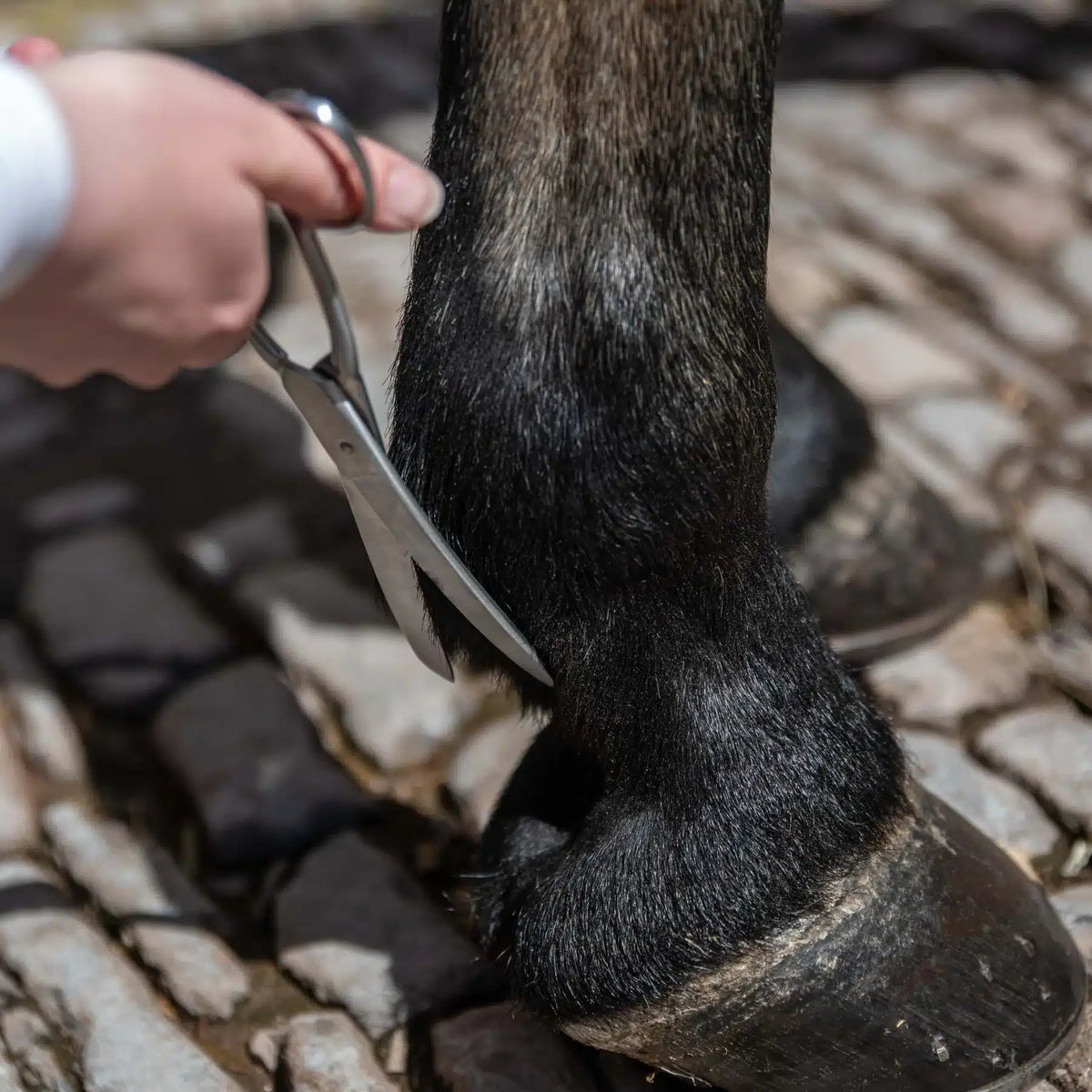 Smart Grooming Ciseaux pour les fanons, légèrement courbés, retouches des poils des membres