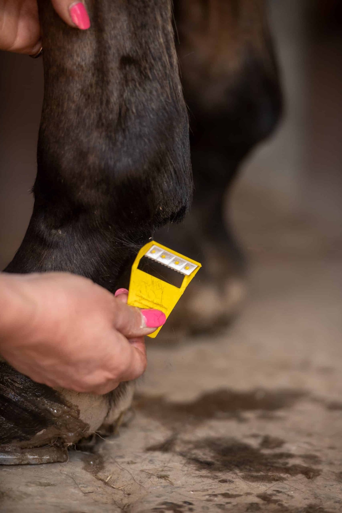 Smart Grooming Boîte Equi-Shave, 50 pièces, retouches rapides, rasoir compact