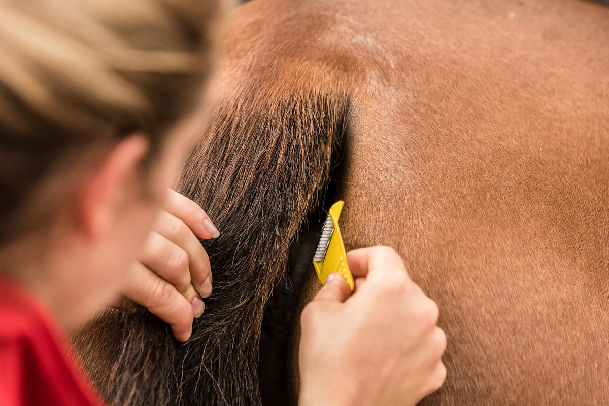 Smart Grooming Boîte Equi-Shave, 50 pièces, retouches rapides, rasoir compact