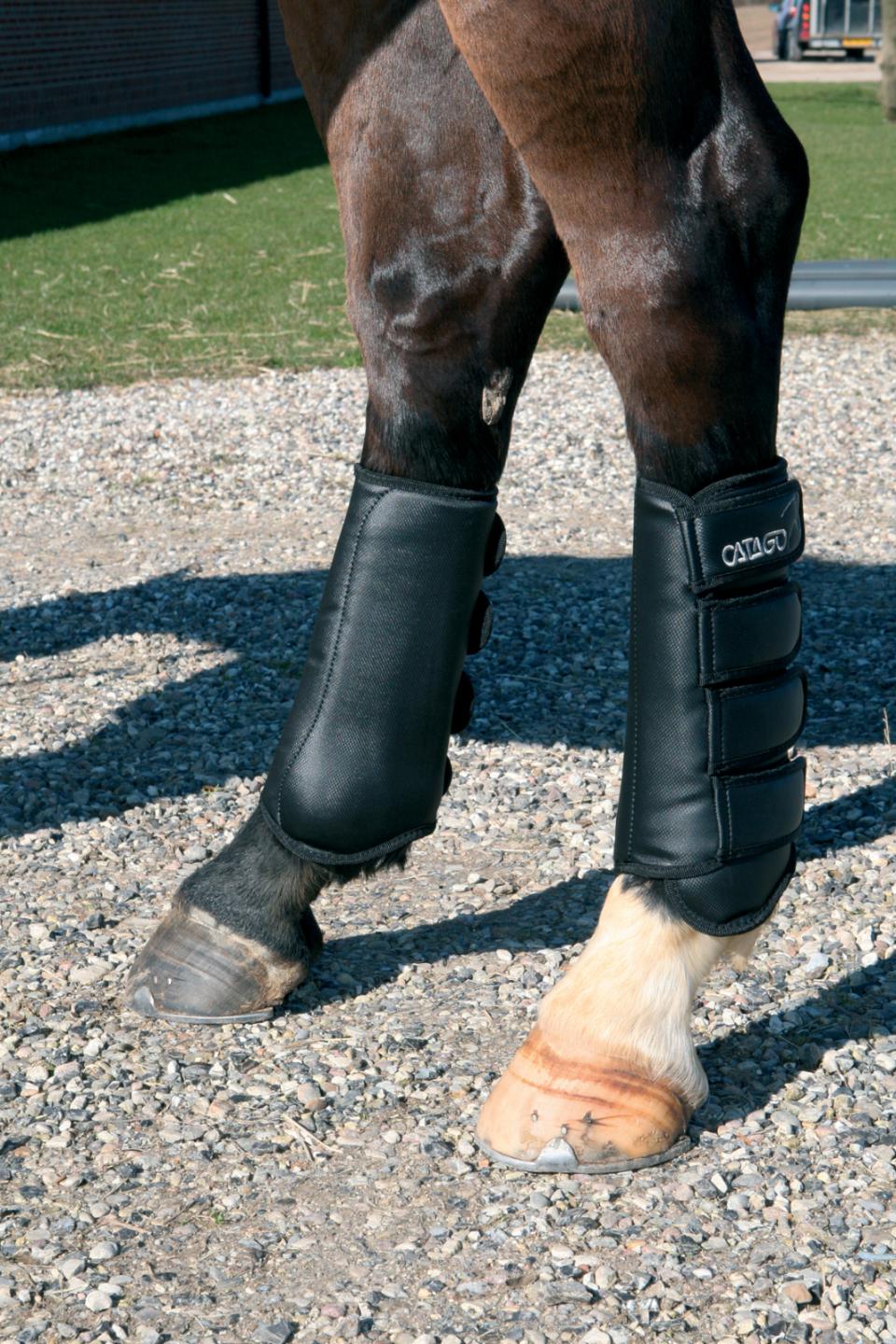 Catago - Guêtres dressage - 2 coloris