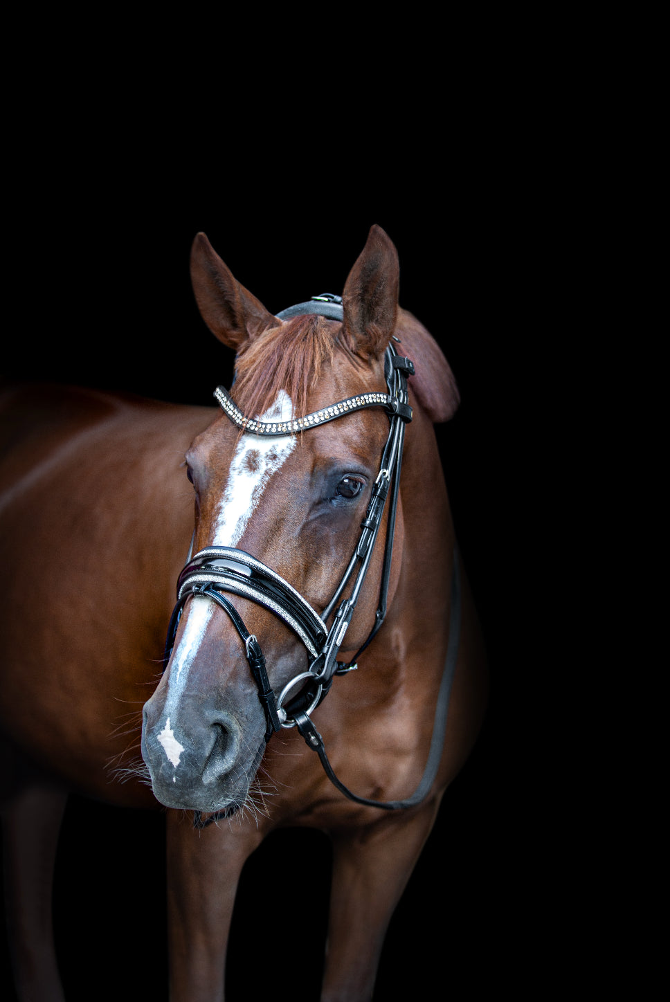 Utzon Equestrian - Bridon Miami Crystal