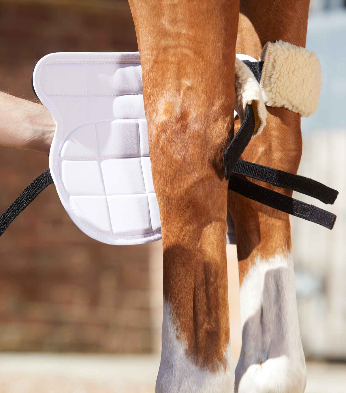 Magni-Teque Magnetic Horse Knee guêtres