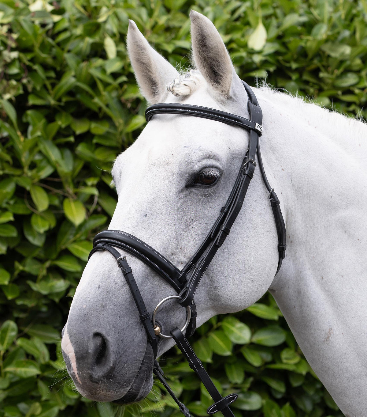 matelassé Frontal pour Pro Elevator Bridle