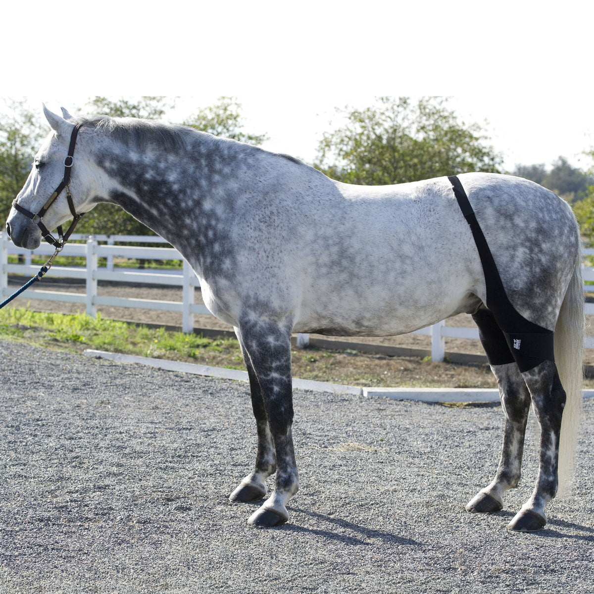 Ice Horse Stifle Wraps, 4 inserts froids inclus, refroidissement ciblé du grasset difficile d'accès