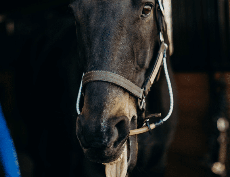 ThinLine Busy Buddy, apaise les chevaux sans médicaments, réduit l'agitation et les morsures, idéal pour la tonte et les soins du maréchal-ferrant ou du vétérinaire