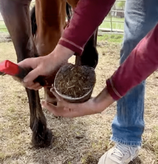 Ultimate HoofPick Plus avec brosse remplaçable, extrêmement robuste
