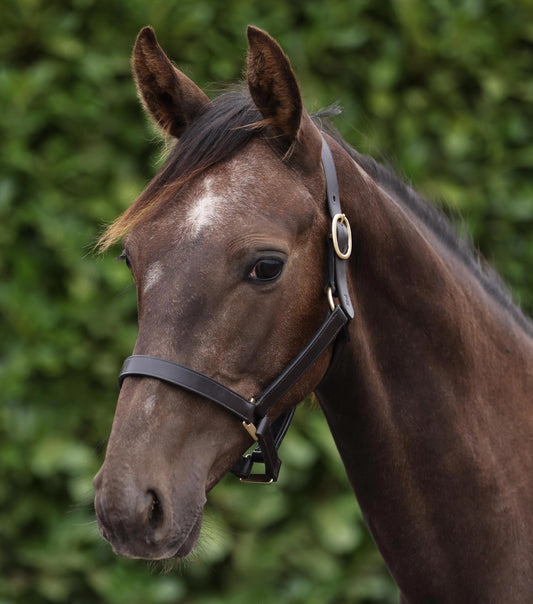 Yearling Licol 1"