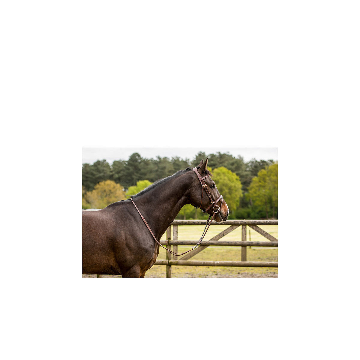 TRUST Knokke Comb. nb bridle Classic