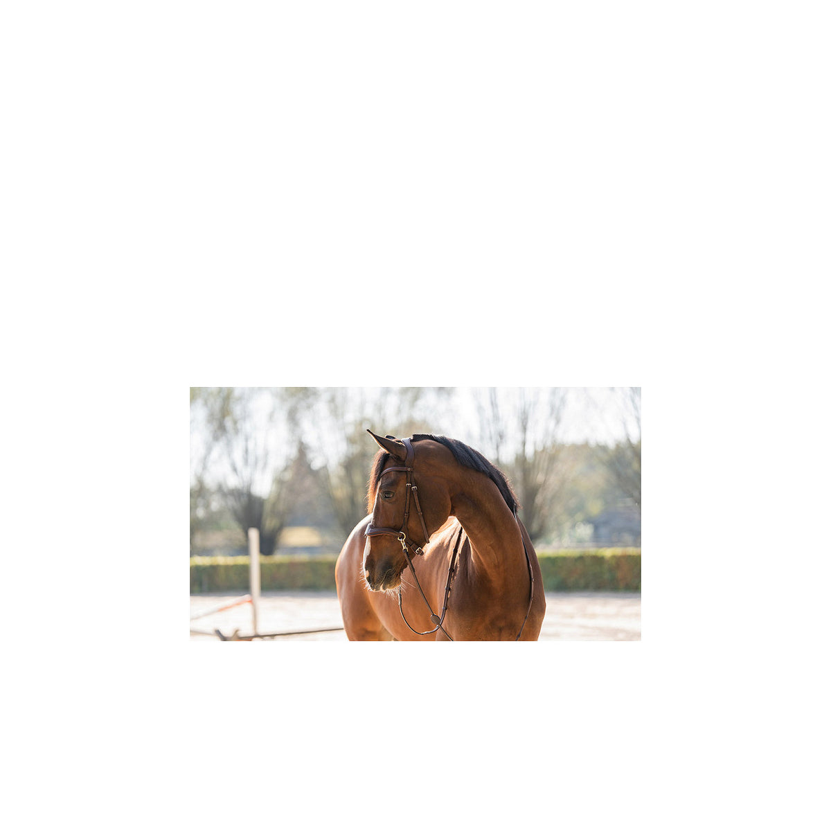 TRUST Falsterbo T-motion bridle